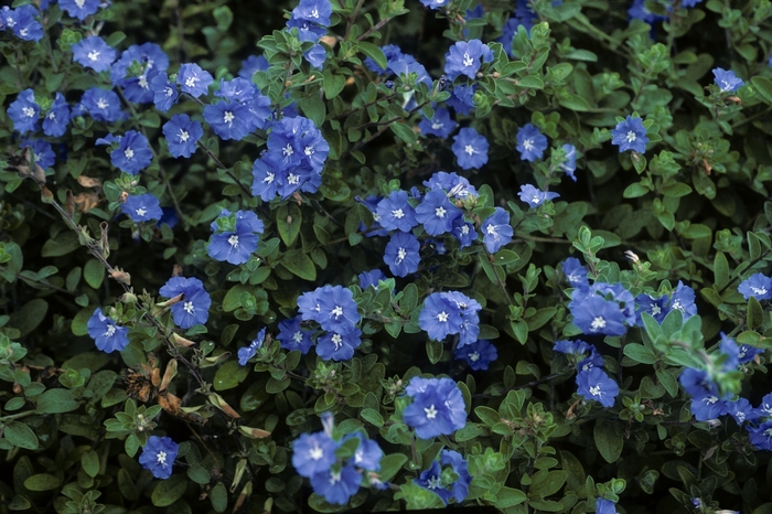 Blue Daze - from WNLKG Wildwood Nursery LKG