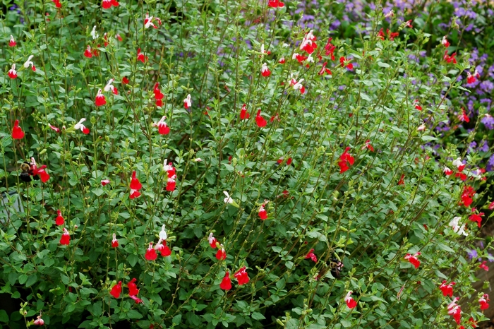Salvia - 'Hot Lips' from WNLKG Wildwood Nursery LKG