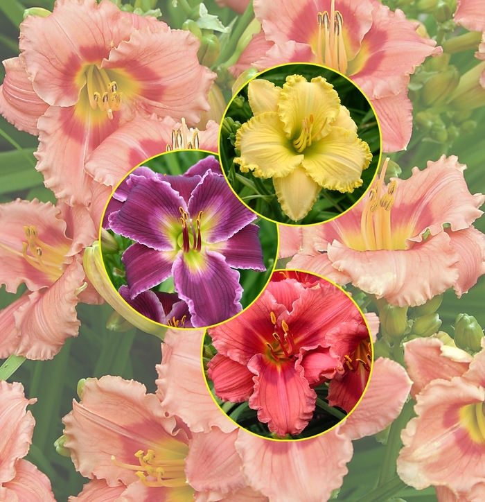 Daylilies - Multiple Varieties from WNLKG Wildwood Nursery LKG