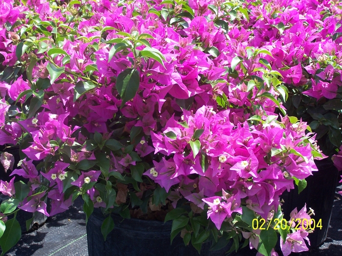 Bougainvillea - Asst. Colors from WNLKG Wildwood Nursery LKG