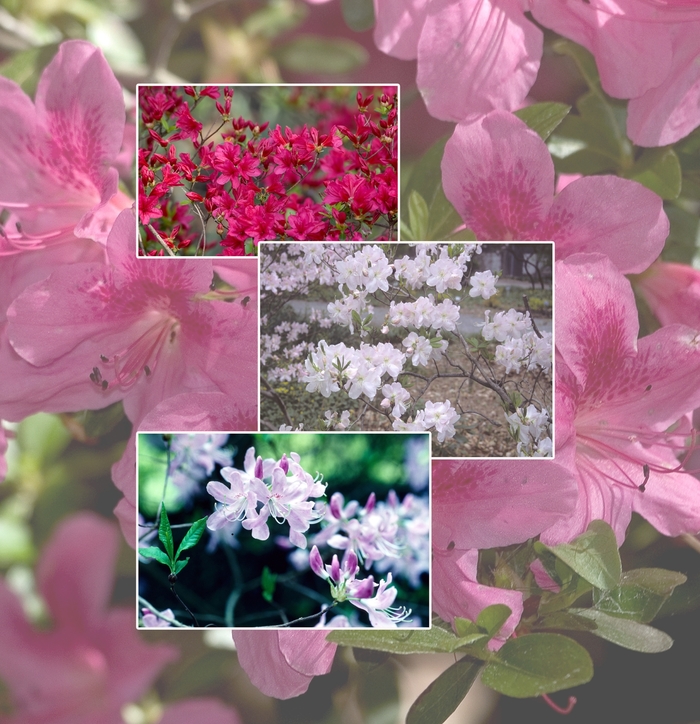 Azalea - Multiple Colors from WNLKG Wildwood Nursery LKG