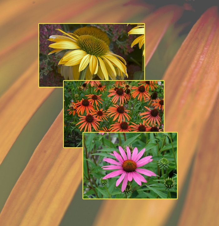 Echinacea - Coneflower - Multiple Varieties from WNLKG Wildwood Nursery LKG
