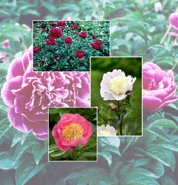 Peony - Multiple Varieties from WNLKG Wildwood Nursery LKG
