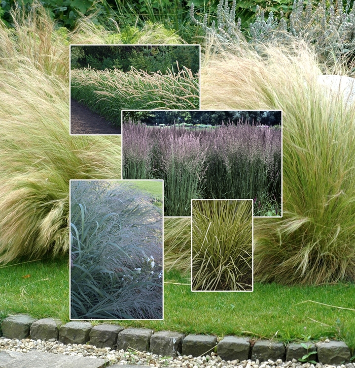 Perennial Grasses - Multiple Varieties from WNLKG Wildwood Nursery LKG