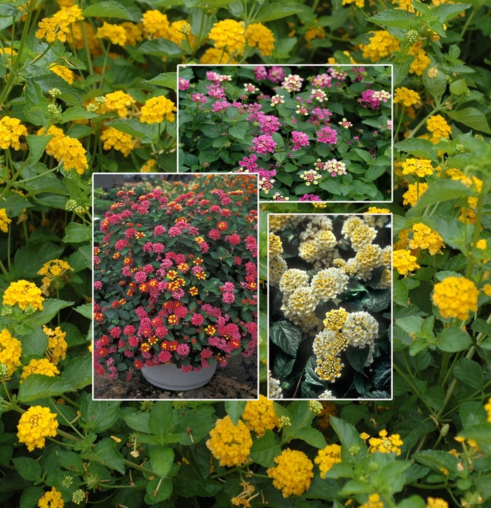 Lantana - Mulitple Colors from WNLKG Wildwood Nursery LKG