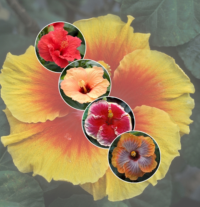 'Multiple Varieties' Assorted Tropical Hibiscus - Hibiscus from WNLKG Wildwood Nursery LKG