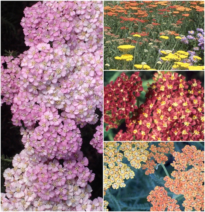 Achillea - Yarrow - Multiple Varieties from WNLKG Wildwood Nursery LKG