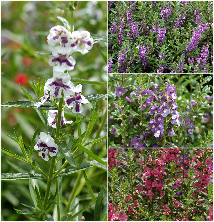 Angelonia - assorted varieties from WNLKG Wildwood Nursery LKG