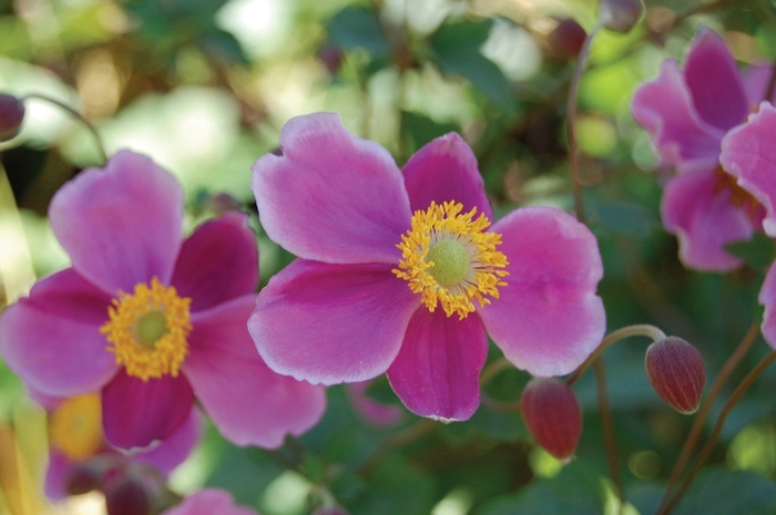 Japanese Anemone - 'September Charm' from WNLKG Wildwood Nursery LKG