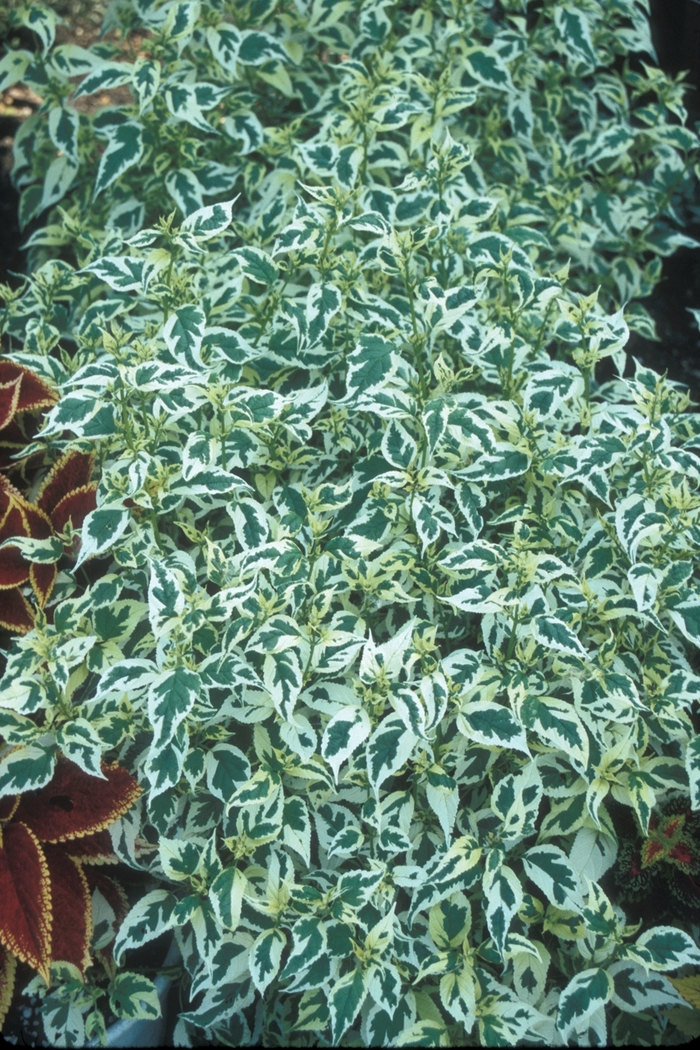 Caryopteris 'Snow Fairy' - Caryopteris divaricata from WNLKG Wildwood Nursery LKG