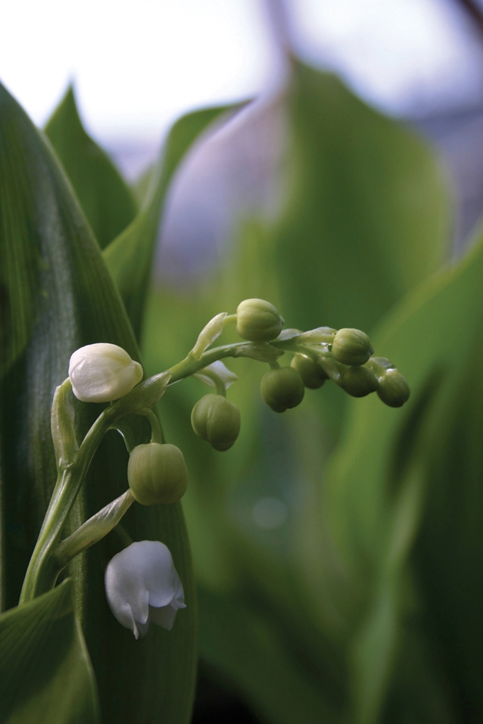Lily of the Valley - Convallaria majalis from WNLKG Wildwood Nursery LKG