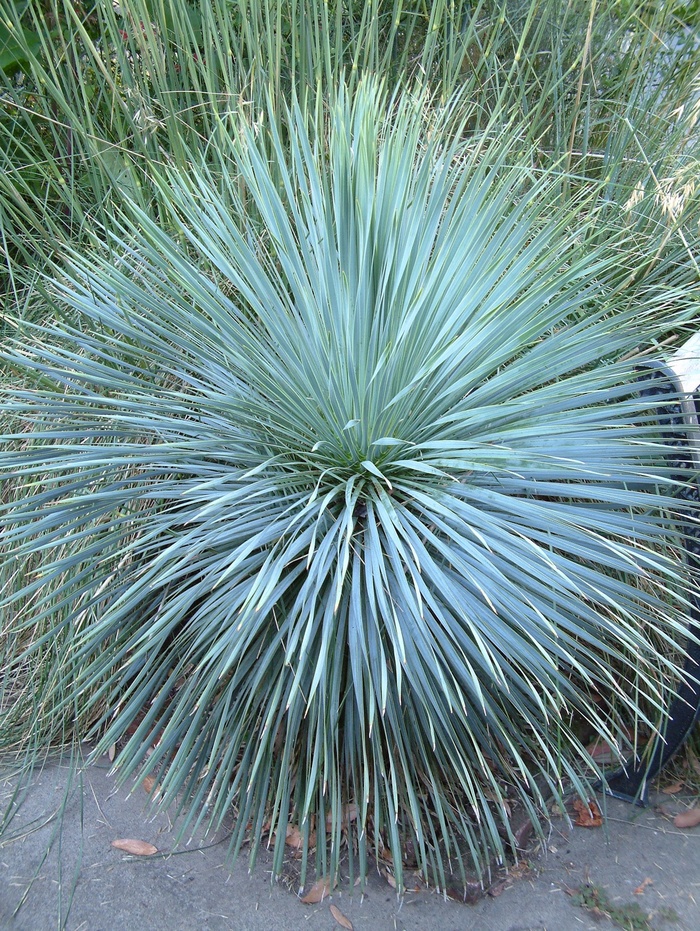 ''Sapphire Skies'' Beaked Blue Yucca - Yucca rostrata from WNLKG Wildwood Nursery LKG