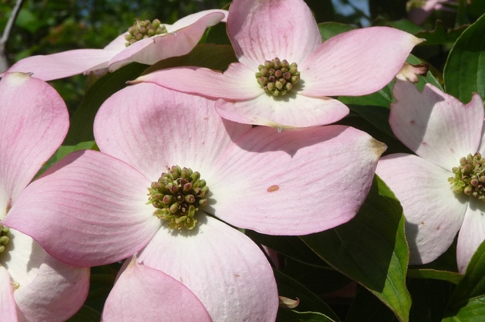 Dogwood - 'Stellar Pink' from WNLKG Wildwood Nursery LKG