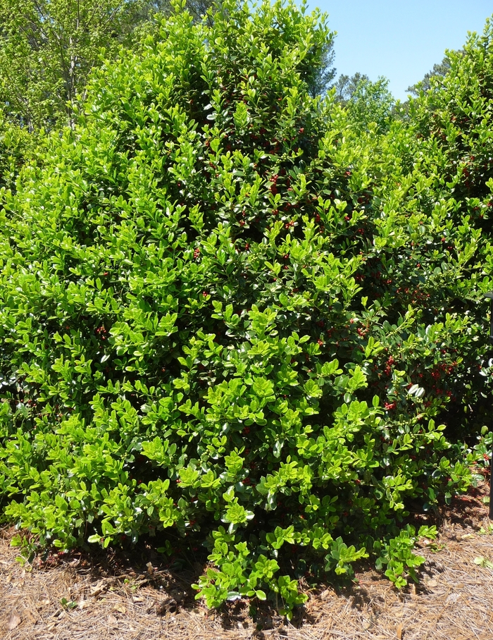 'Dwarf Burford' Chinese Holly - Ilex cornuta from WNLKG Wildwood Nursery LKG