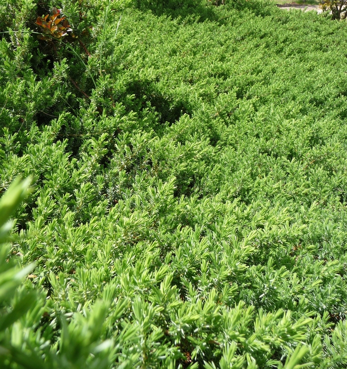 Juniper - 'Blue Pacific' from WNLKG Wildwood Nursery LKG