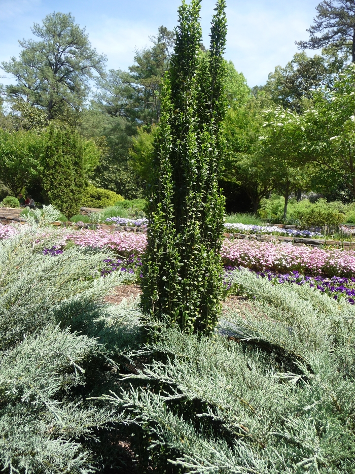 Holly - 'Sky Pencil' from WNLKG Wildwood Nursery LKG