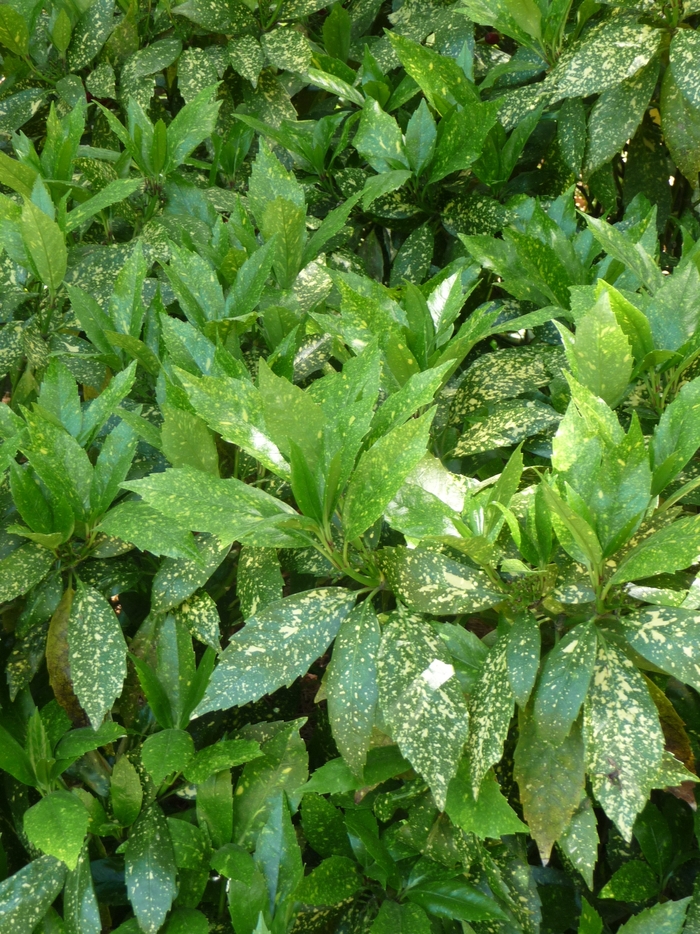 Aucuba - Gold Dust from WNLKG Wildwood Nursery LKG