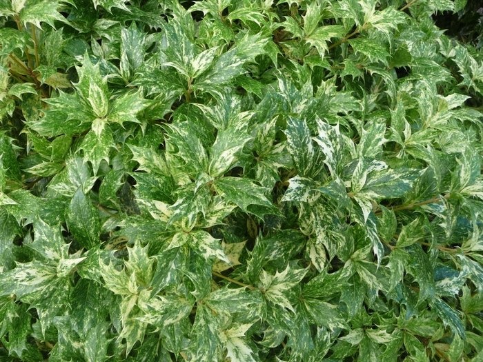 Osmanthus Goshiki - Gold Dust Holly from WNLKG Wildwood Nursery LKG