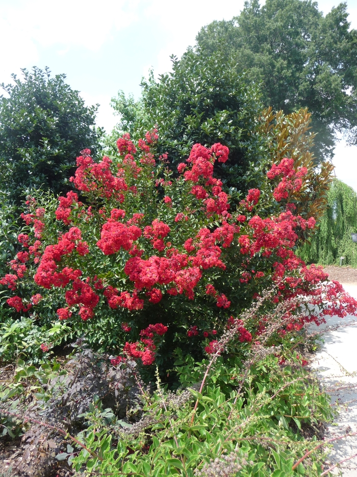 Crape Myrtle - 'Red Rocket' from WNLKG Wildwood Nursery LKG