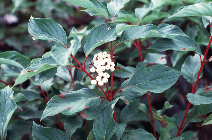 ''Baileyi'' Red Twig Dogwood - Cornus sericea from WNLKG Wildwood Nursery LKG