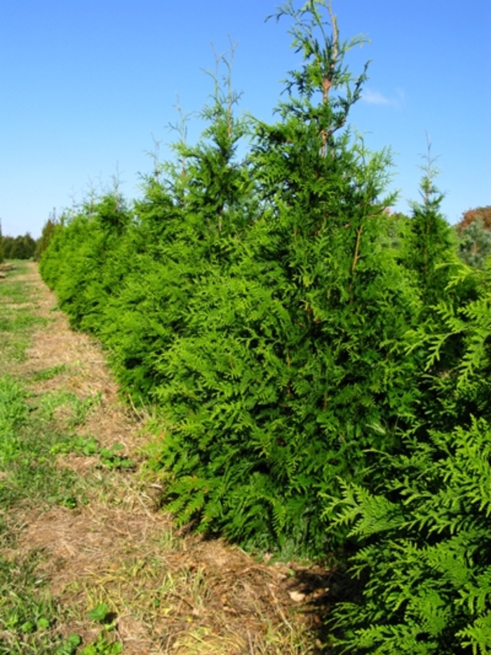 Arborvitae - 'Green Giant' from WNLKG Wildwood Nursery LKG