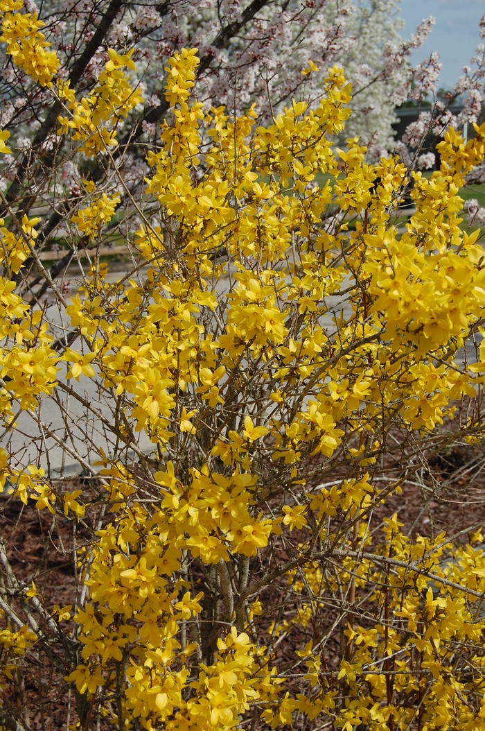 Forsythia - Lynwood from WNLKG Wildwood Nursery LKG