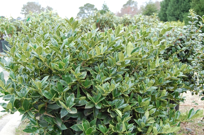 Holly - 'Carissa' from WNLKG Wildwood Nursery LKG