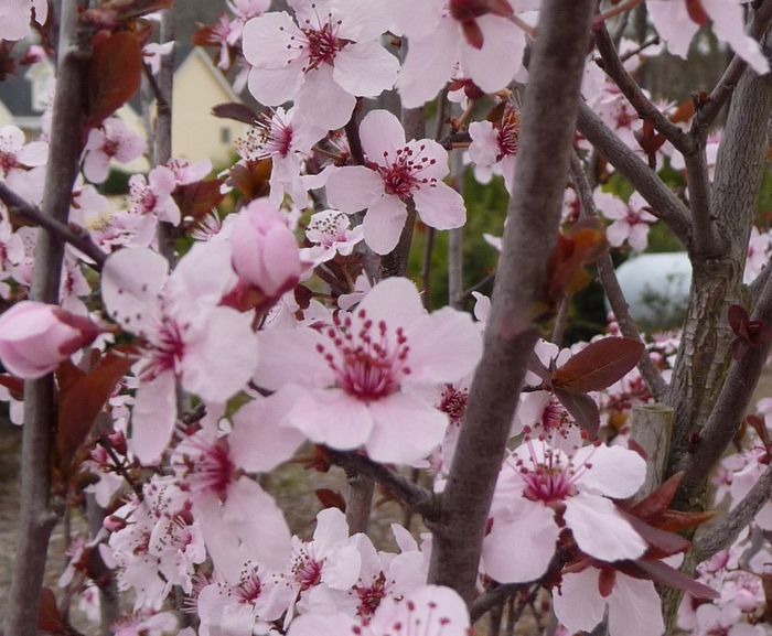 Purple Leaf Plum - 'Krauter Vesuvius' from WNLKG Wildwood Nursery LKG