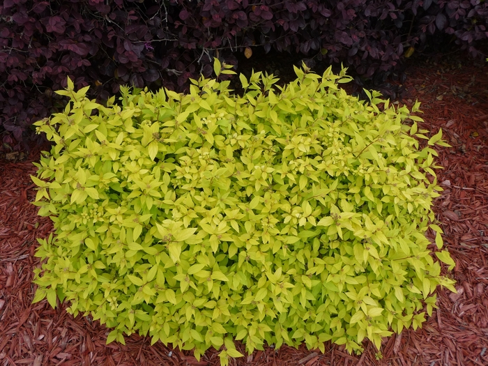 Spirea - 'Goldmound' from WNLKG Wildwood Nursery LKG