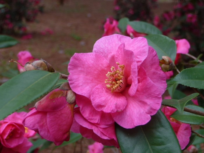 Camellia - 'Kanjiro' from WNLKG Wildwood Nursery LKG