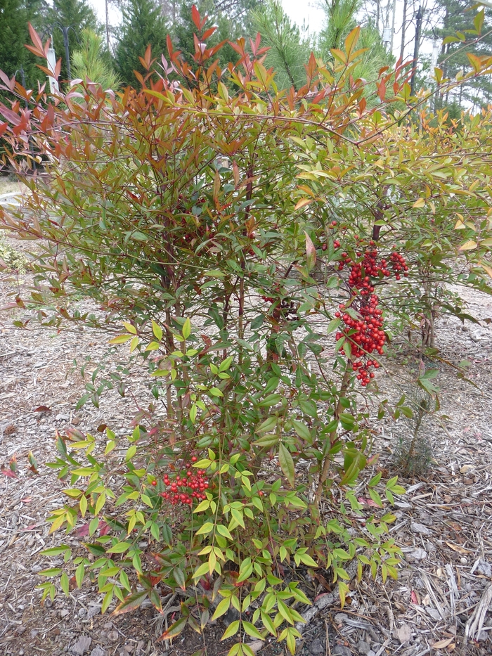 Nandina - 'Compacta' from WNLKG Wildwood Nursery LKG