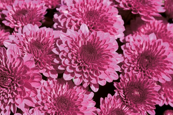 Garden Mum - Cheryl Regal Purple from WNLKG Wildwood Nursery LKG