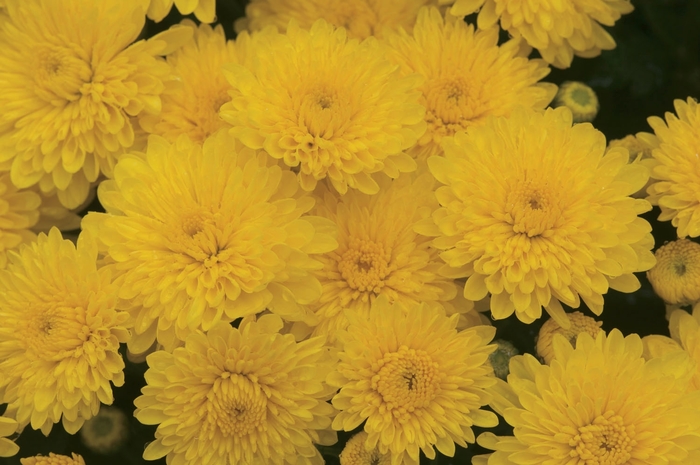 Garden Mum - Cheryl Sparkling Yellow from WNLKG Wildwood Nursery LKG