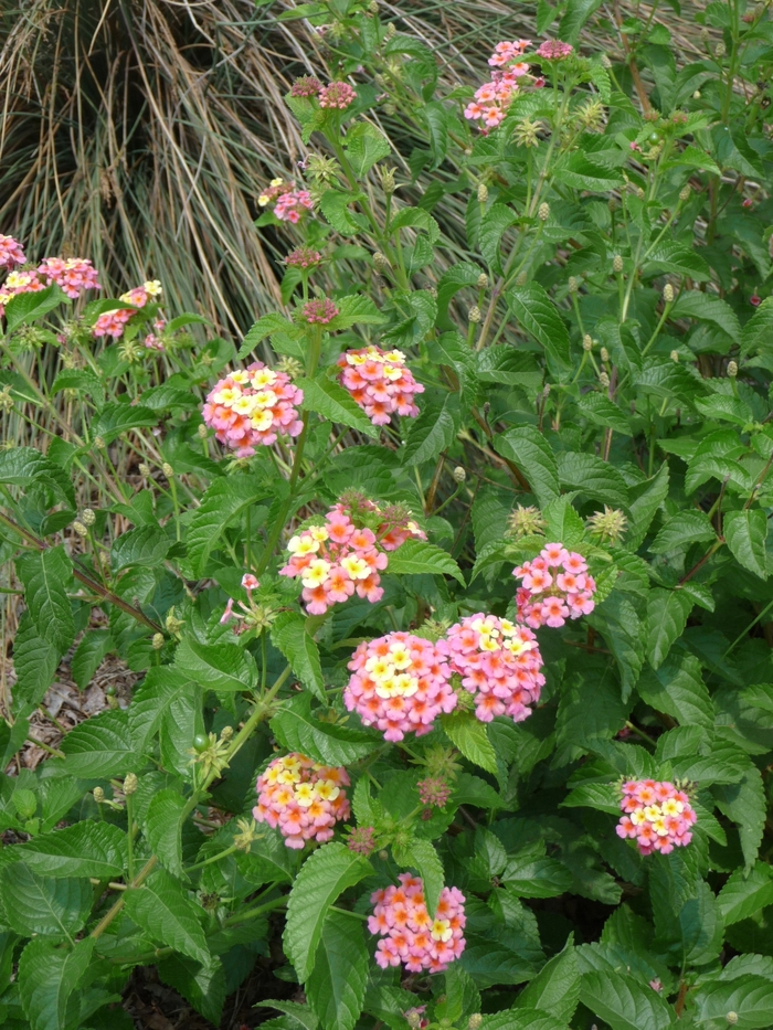Lantana Ham and Eggs - Lantana camara from WNLKG Wildwood Nursery LKG