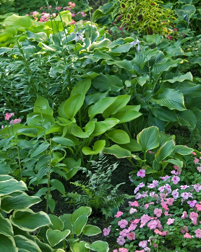 Hosta - Mulitple Varieties from WNLKG Wildwood Nursery LKG