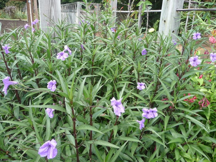 Mexican Petunia - Ruellia brittoniana from WNLKG Wildwood Nursery LKG