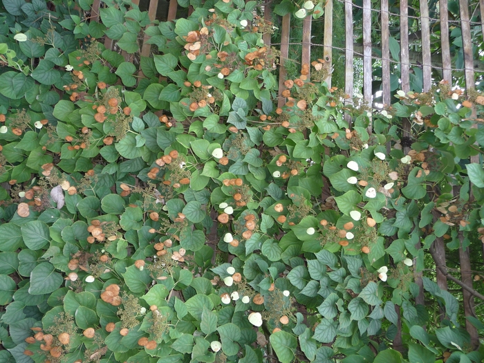 Japanese Hydrangea Vine - 'Moonlight' from WNLKG Wildwood Nursery LKG