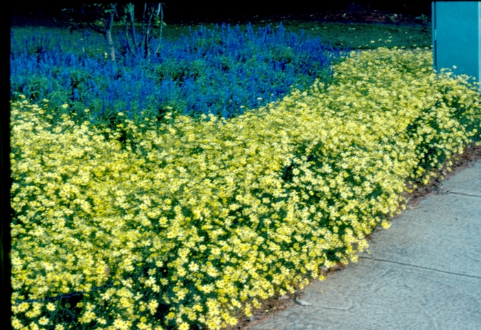 Coreopsis - 'Moonbeam' from WNLKG Wildwood Nursery LKG