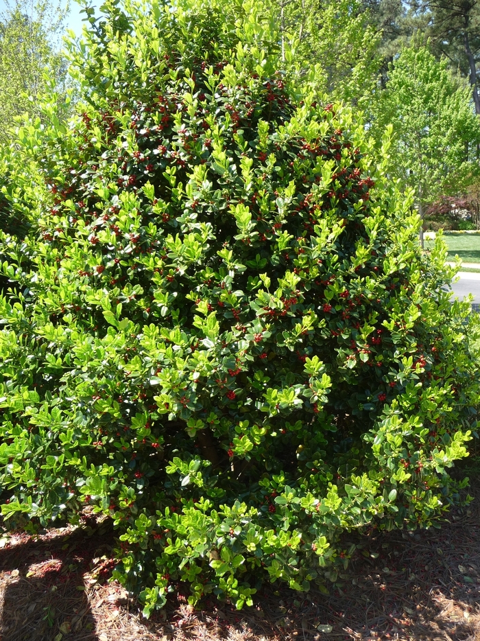 'Needlepoint' Chinese Holly - Ilex cornuta from WNLKG Wildwood Nursery LKG