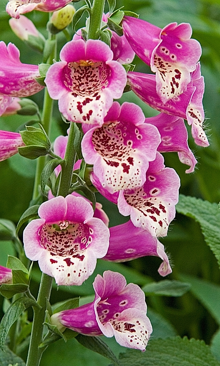 Foxglove - from WNLKG Wildwood Nursery LKG