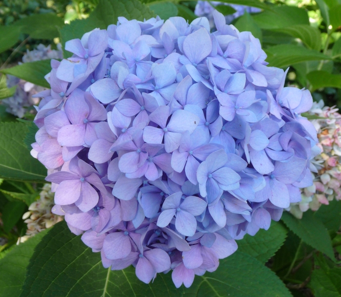Hydrangea - 'Penny Mac' from WNLKG Wildwood Nursery LKG