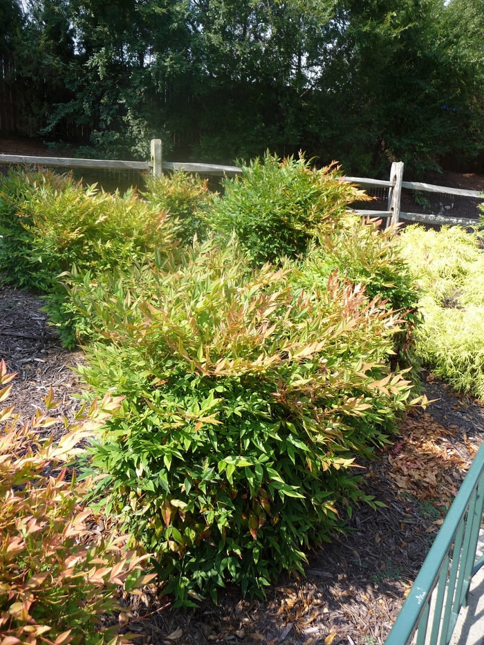 Nandina - 'Gulf Stream' from WNLKG Wildwood Nursery LKG
