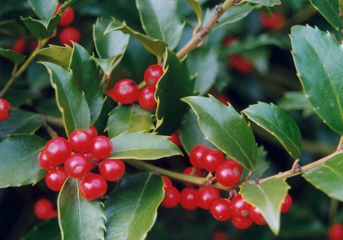 Holly - 'Nellie R. Stevens' from WNLKG Wildwood Nursery LKG