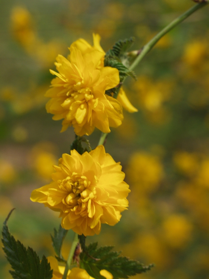 Kerria - 'Pleniflora' from WNLKG Wildwood Nursery LKG
