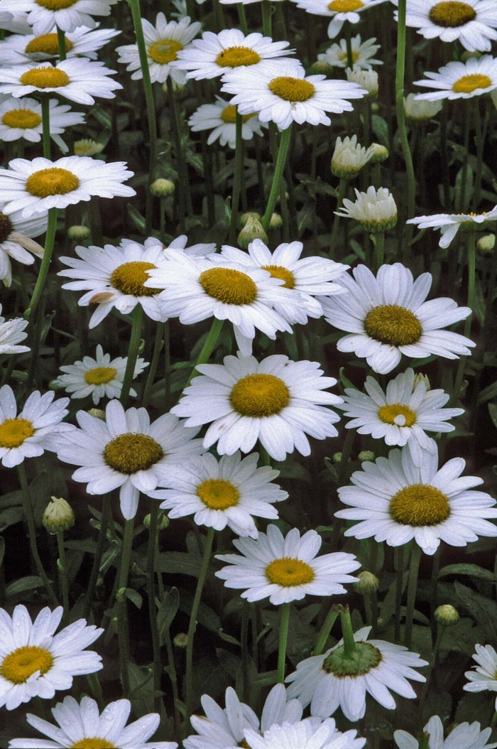 Shasta Daisy 'Becky' - Leucanthemum x superbum from WNLKG Wildwood Nursery LKG