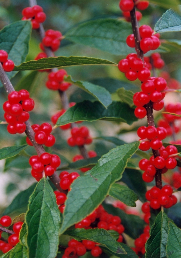 'Winter Red' Winterberry - Ilex verticillata from WNLKG Wildwood Nursery LKG