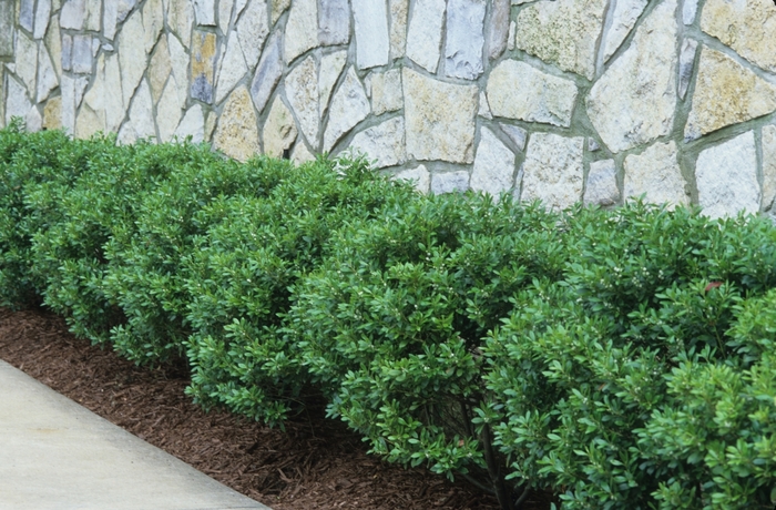 Holly - 'Soft Touch' from WNLKG Wildwood Nursery LKG
