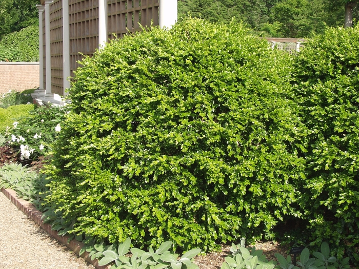 Boxwood - Buxus microphylla japonica from WNLKG Wildwood Nursery LKG