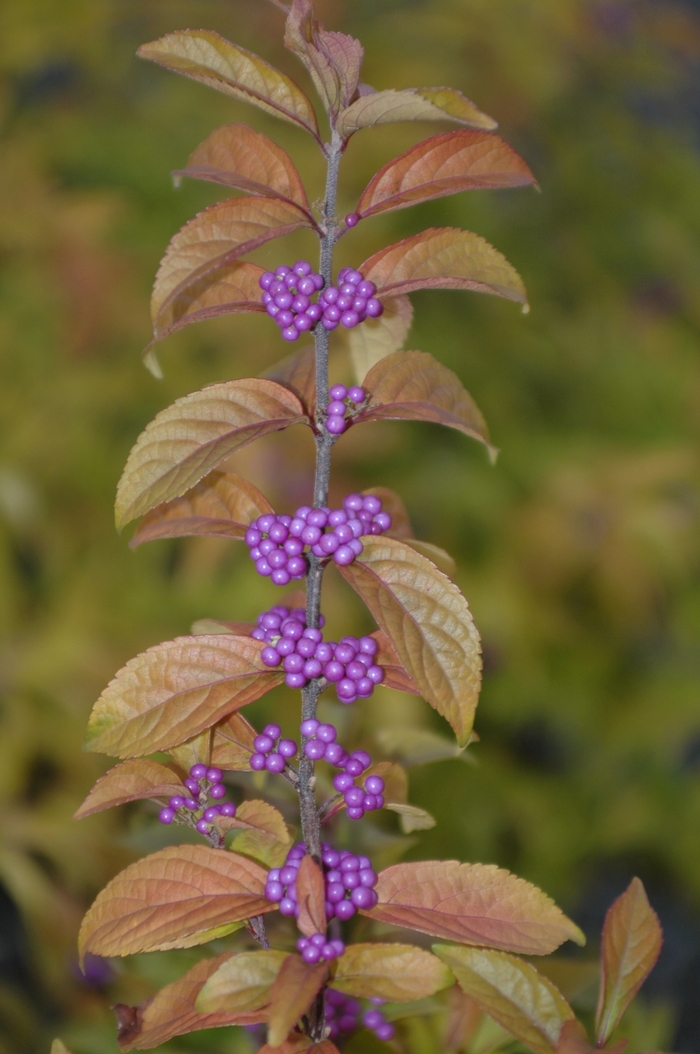 Beautyberry - 'Early Amethyst' from WNLKG Wildwood Nursery LKG