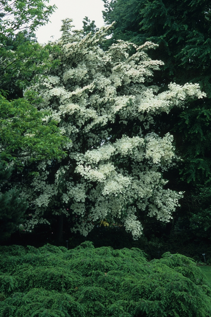 Kousa Dogwood - 'National' from WNLKG Wildwood Nursery LKG